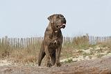 CANE CORSO 222